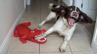 Over-Dramatic Animals Who Deserve an Oscar 😂 Funniest Animal Videos 2026