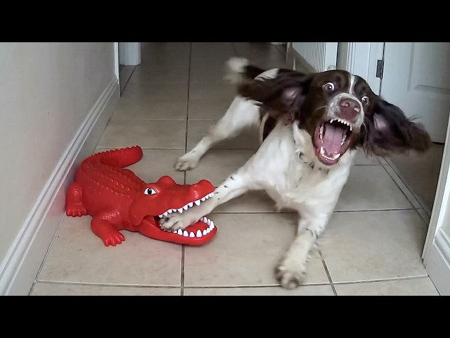 Over-Dramatic Animals Who Deserve an Oscar 😂 Funniest Animal Videos 2026 SDDEFAULT Thumbnail