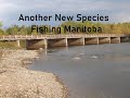 Video Thumbnail for Another New Species Fishing Manitoba