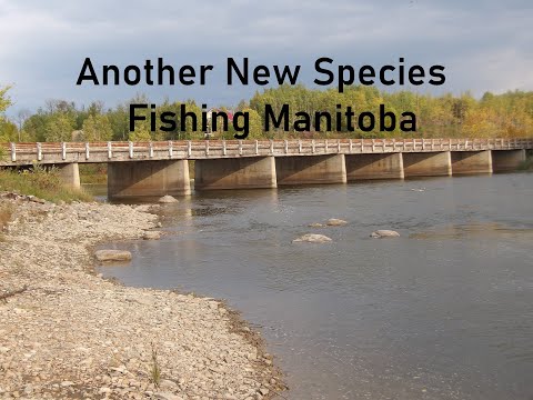 Another New Species Fishing Manitoba