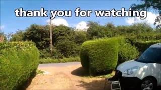 conifer covered with virginia creeper