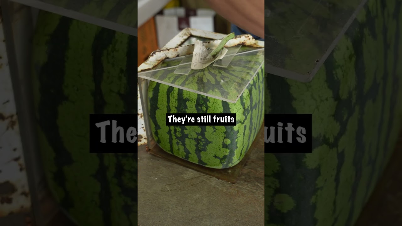 Square Watermelon Timelapse