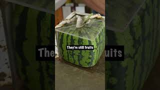 Download lagu Square Watermelon Timelapse mp3