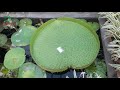 আমাজান লিলি amazon Lily আমাজান লিলি amazon Lily