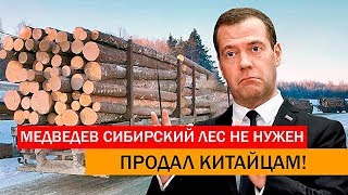 У МЕДВЕДЕВА СПРОСИЛИ ПРО ВЫВОЗ ЛЕСА В КИТАЙ
