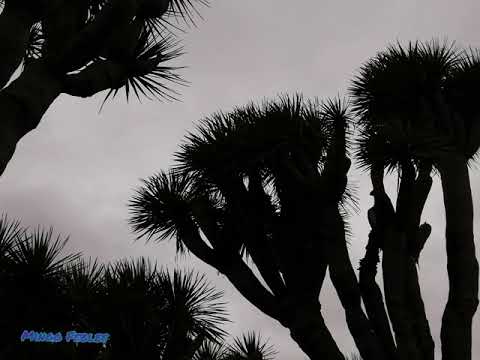Jardim Botânico Canario Viera y Clavijo.