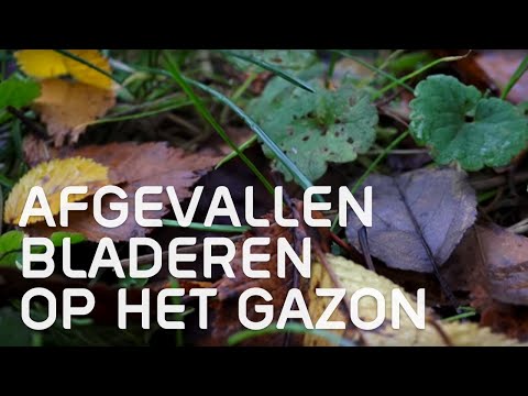 Wat doe je met afgevallen bladeren op je gazon?
