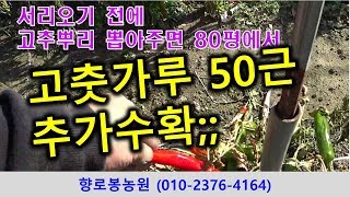 서리내리기전 고추뿌리 뽑아주면 80평에서 고춧가루 추가 50근 수확가능확
