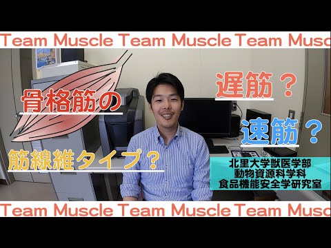 獣医学科 【北里大学獣医学部 動物資源科学科】研究紹介 食品機能安全学研究室（筋線維タイプ）