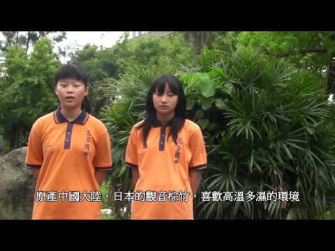 棕竹風水