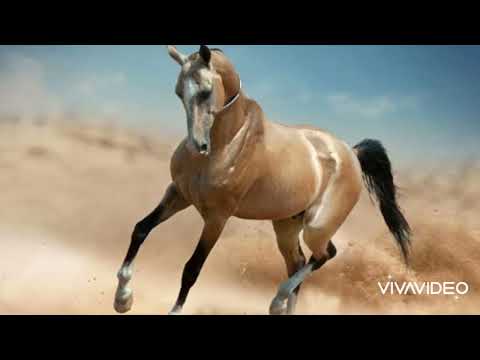 Hemra Rejepow- Meleguş