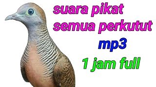 Download lagu SUARA PERKUTUT - mp3 mp3 Download lagu SUARA PERKUTUT - mp3 mp3