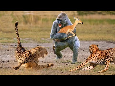 25 Tiere, die anderen Tieren das Leben gerettet haben