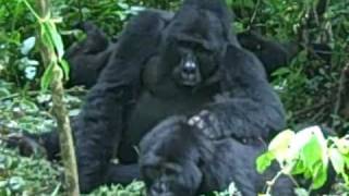 preview picture of video 'Habinyanja gorilla group - Uganda gorilla trekking adventure'