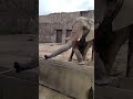 Elephant Feeding In Tobu Zoological Park
