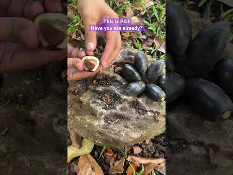 PILI NUT, native to the Philippines. #nativetrees #tree #contentcreator #content