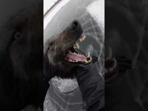 Saving An Alpha Wolf From Drowning In Frozen River