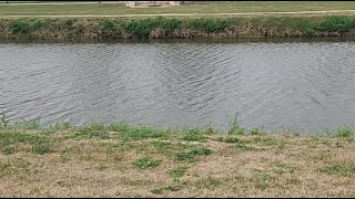 Catching Catfish Candy (Shad) with a Cast net