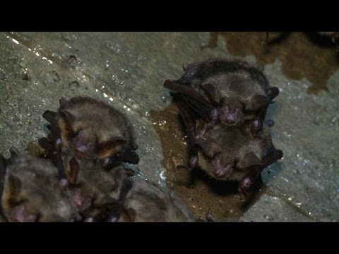 pourquoi la chauve souris hiberne