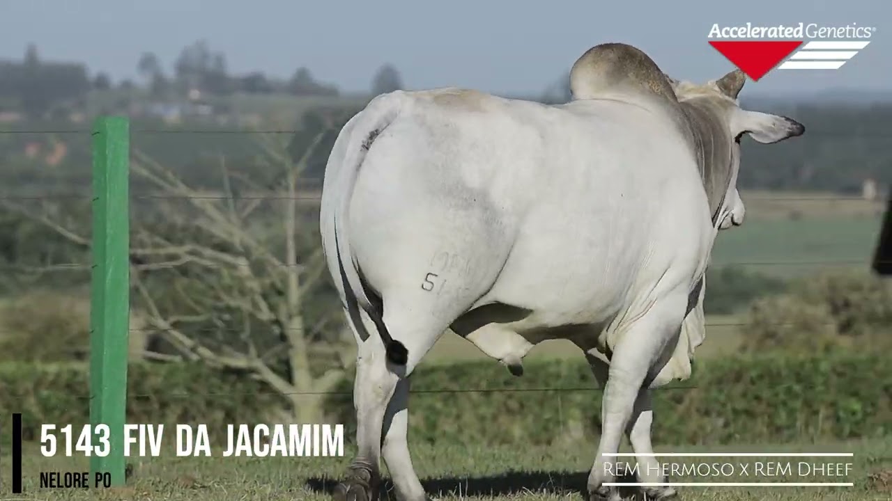 Vídeo 5143 FIV DA JACAMIM