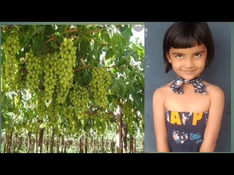 #Hetvi ko angur khana hai #Hetvi_bhadaniya