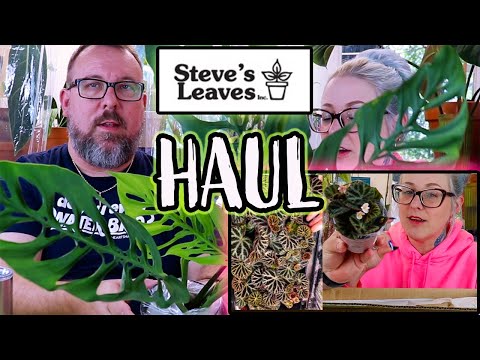 House Plant Unboxing from Steve's Leaves