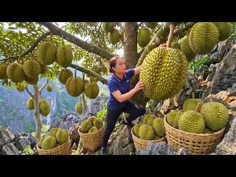 TIMELAPSE -- Rural Life: Harvesting 1000+ Giant Durian Fruits And Cooking Traditional Dishes