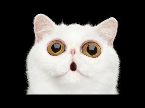 5 Cat Breeds With Big Eyes (That Put Manga Faces To Shame) | Ultimate Pet Nutrition