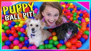 IT'S A PUPPY BALL PIT SURPRISE! | We Are The Davises