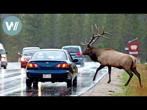 Highway durch die Rocky Mountains - Herbst | Tiere vor der Kamera (2011) | Folge 47/57