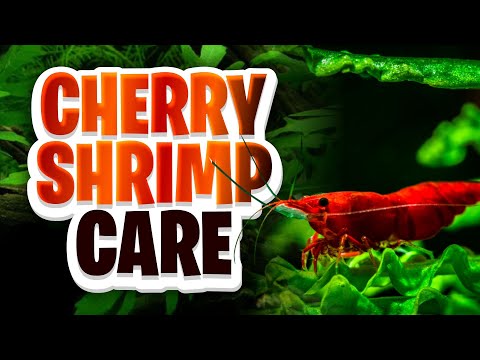The Ultimate Cherry Shrimp Care Guide! Everything You Need To Know About Neocaridina Shrimp Keeping!