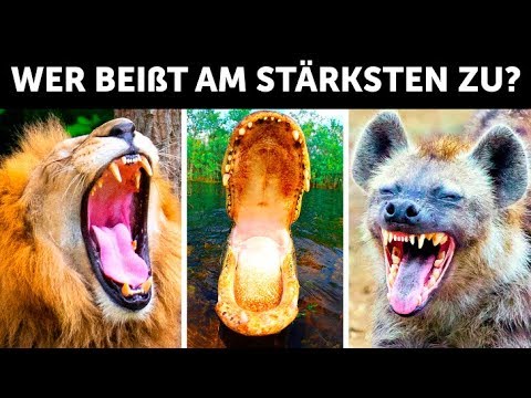 Wer hat den stärksten Biss der Welt?