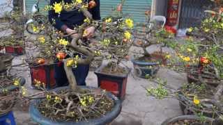 Vietnamese New Years TET FLOWER STREET in HANOI! BEAUTIFUL!