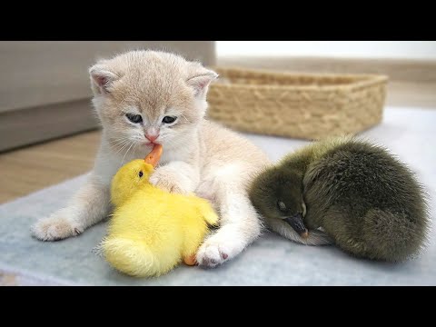 Tiny kitten Shan is the mother of ducklings. She treats ducklings like her babies