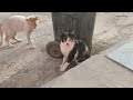 CAT MATING CLOSE UP ON CAM