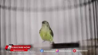 Download lagu Kolibri Manggar Betina Cocok Buat Masteran Murai mp3