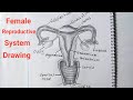 How to Draw Female Reproductive System Step by Step / Female Genital Organ Drawing