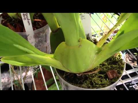 Oncidium Orchid care, removing old bloom spike and how it re-blooms