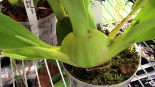 CA Oncidium Orchid care, removing old bloom spike and how it re-blooms