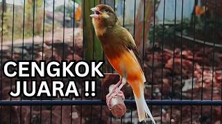 Download lagu Kenari Gacor Ngerol Sampai Tuntas – Cocok untuk Isian & Pancingan Kenari PAUD AGAR BUNYi! mp3 Download lagu Kenari Gacor Ngerol Sampai Tuntas – Cocok untuk Isian & Pancingan Kenari PAUD AGAR BUNYi! mp3