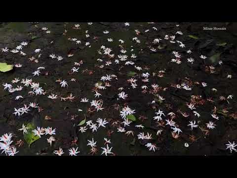 👀🤍🤍⚪ #FahmidaTahsin #sheuli #flowers #aesthetic  