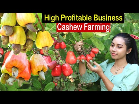 , title : 'Cashew Nut Farming Business Plan - How to Start Business Kaju Farming - How to Grow Cashew'