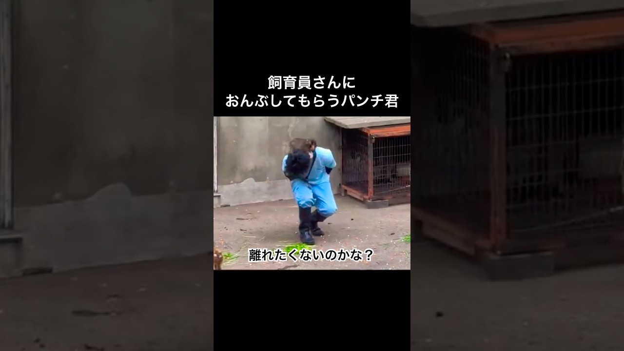 飼育員さんにおんぶしてもらう猿のパンチ君(離れたくないのかな？)