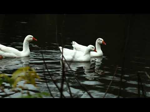 park van Aalst sfeerbeelden #Aalst #Zwaan #Gans #Sony f3 #sfeerbeeld #cityPark #Belgium