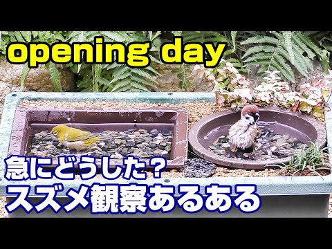 なぜ針葉樹は針を失うのですか？ 6 つの一般的な原因ですが、必ずしも致命的ではありません  庭園