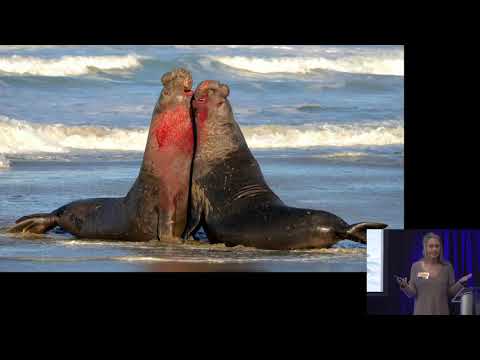 Kraw Lecture Series: From the Beach to the Sea—Technology & Marine Mammals
