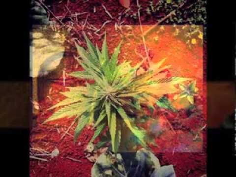 Jah Lloyd-Special Request