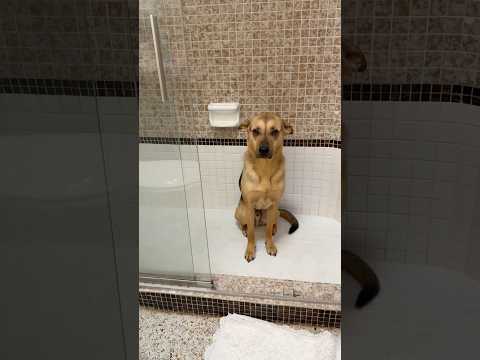 How to get my scared rescue pup out of from hiding in the shower