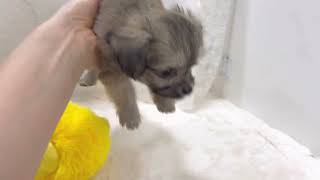 ハーフ犬の動画01