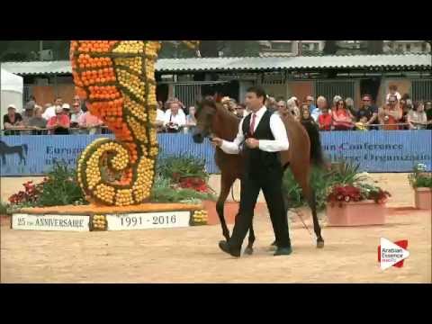 Most Beautiful Head Award - Class 1A - N. 09